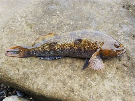 愛魚|アイナメ（鮎並）とは？旬の時期はいつ？値段や味わ。